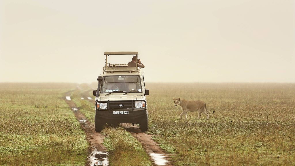 what-does-private-safari-means-explore-far-beyond-the-jungle